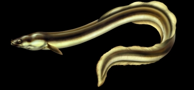 10-02_Anguille.jpg 10-02_Anguille.jpg