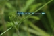 Agrion mignon (Coenagrion scitulum) Mâle. [copyright Garin Michel]