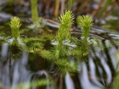 2007_08_MD_Lagland_Licopodium_inondatum_DSCN6953