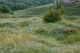 Pelouses calaminaires_02 [copyright Wibail Lionel]