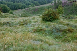 Pelouse et lande calaminaires.jpg Pelouse et lande calaminaires.jpg