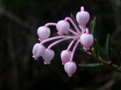 Andromeda polyfolia
