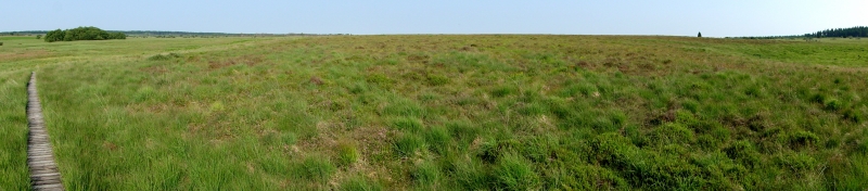 Tourbiere bombee de la Fagne Wallonne 2009 (Marc Dufrêne - CC-by-NC) Tourbiere bombee de la Fagne Wallonne 2009 (Marc Dufrêne - CC-by-NC)