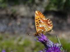 Nouvelles observations du Nacré de la Cannerberge dans les Fagnes de l'Est en 2009