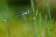 Leste fiancé (Lestes sponsa) Mâle. [copyright Smits Quentin]