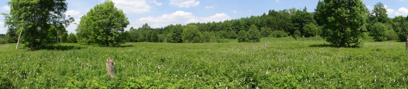 2010_06_Terrain_MD_0196.jpg 2010_06_Terrain_MD_0196.jpg