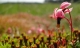 2010_06_Terrain_MD_0241_Canneberge