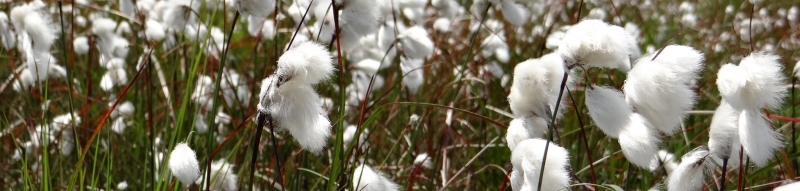Linaigrettes dans une zone restaurée de la Fagne des Deux Séries Linaigrettes dans une zone restaurée de la Fagne des Deux Séries