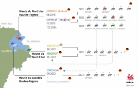synthèse meutes