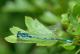 Agrion gracieux