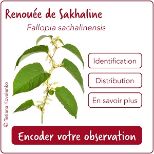 Cartouche liste 3