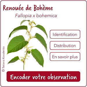Cartouche liste 3