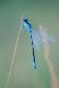 Agrion mignon (Coenagrion scitulum) Mâle. [copyright San Martin Gilles]