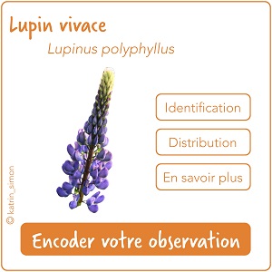 Cartouche liste 4