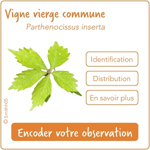 Cartouche liste 4