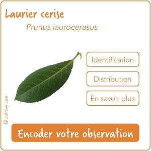 Cartouche liste 4