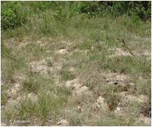 pelouse calcaire de sable xérique - 6120