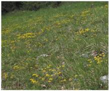 pelouses calcicoles - 6210