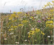 prairie de fauche 6510