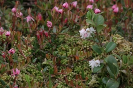 7110_Flore de tourbière haute active - airelle et canneberge 7110_Flore de tourbière haute active - airelle et canneberge