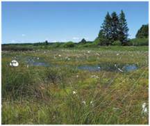Tourbière de transition - 7140