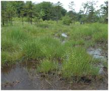 Végétation des tourbes dénudées - 7150