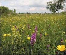 Tourbière basse alcaline - 7230