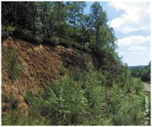 Végétation des rochers siliceux - 8220