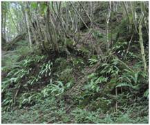 Forêt et ravin de pente - 9180