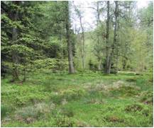 boulaies-chêanies 9190