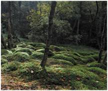 Tourbière boisée - 91D0