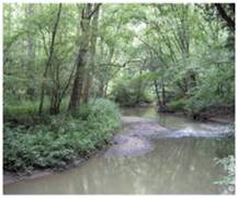 forêt alluviale - 91E0