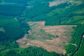 Déboisement_EauRouge