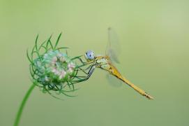 _BRB1342.jpg _BRB1342.jpg