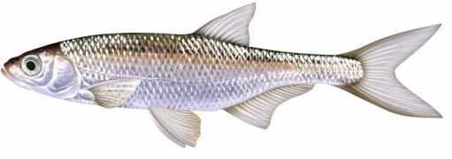 Ablette.jpg Ablette.jpg