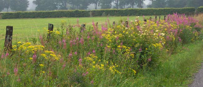 Accotements fossés talus Bords de routes Wallonie