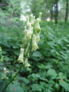 Aconitum lycoctonum Aconitum lycoctonum