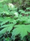 Actaea spicata