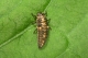 adalia_bi_larvae.jpg