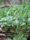 Adoxa moschatellina