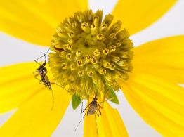 Aedes japonicus
