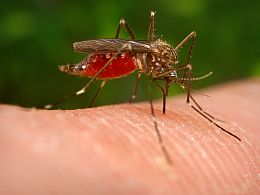 Aedes japonicus