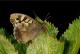 Tircis (Pararge aegeria) [copyright Delacre Jean]