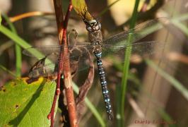 aeshna_mixta7081b.jpg aeshna_mixta7081b.jpg