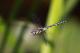 Aeschne mixte (Aeshna mixta) Mâle. [copyright Simon Luc]