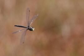 aessub.jpg aessub.jpg