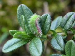 agestis_chenille_sur_H_nummularium2_JYB.jpg agestis_chenille_sur_H_nummularium2_JYB.jpg