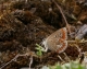 ponte de Collier-de-corail (Plebeius agestis) sur Geranium sp. [copyright Baugnée Jean-Yves]