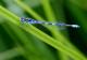 Agrion mignon