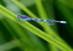 Agrion mignon Garin Michel.jpg Agrion mignon Garin Michel.jpg